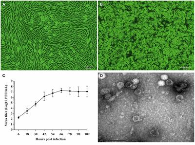 First isolation, identification, and pathogenicity evaluation of an EV-G6 strain in China